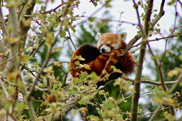 zoo de beauval camping des etangs