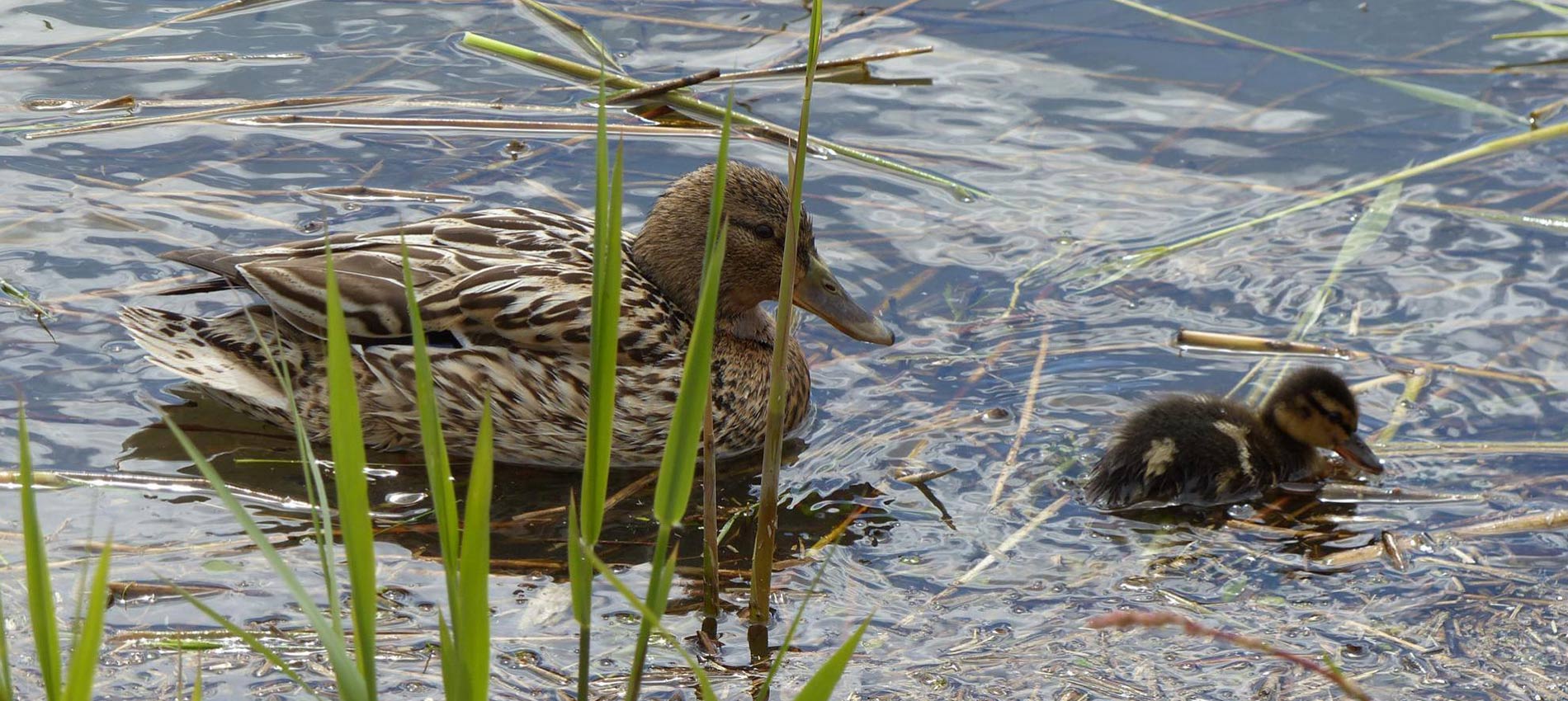 canard etang camping