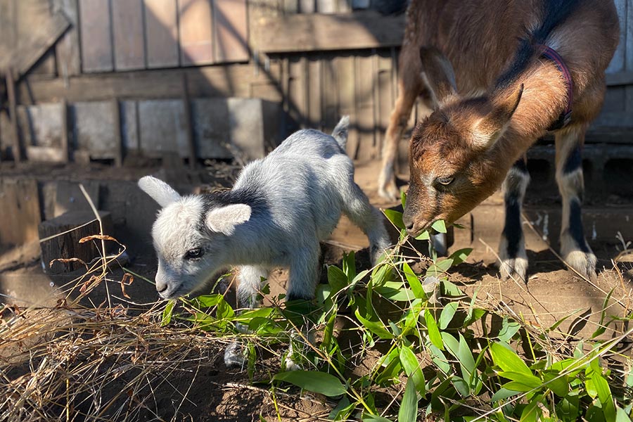 ferme animaux famille