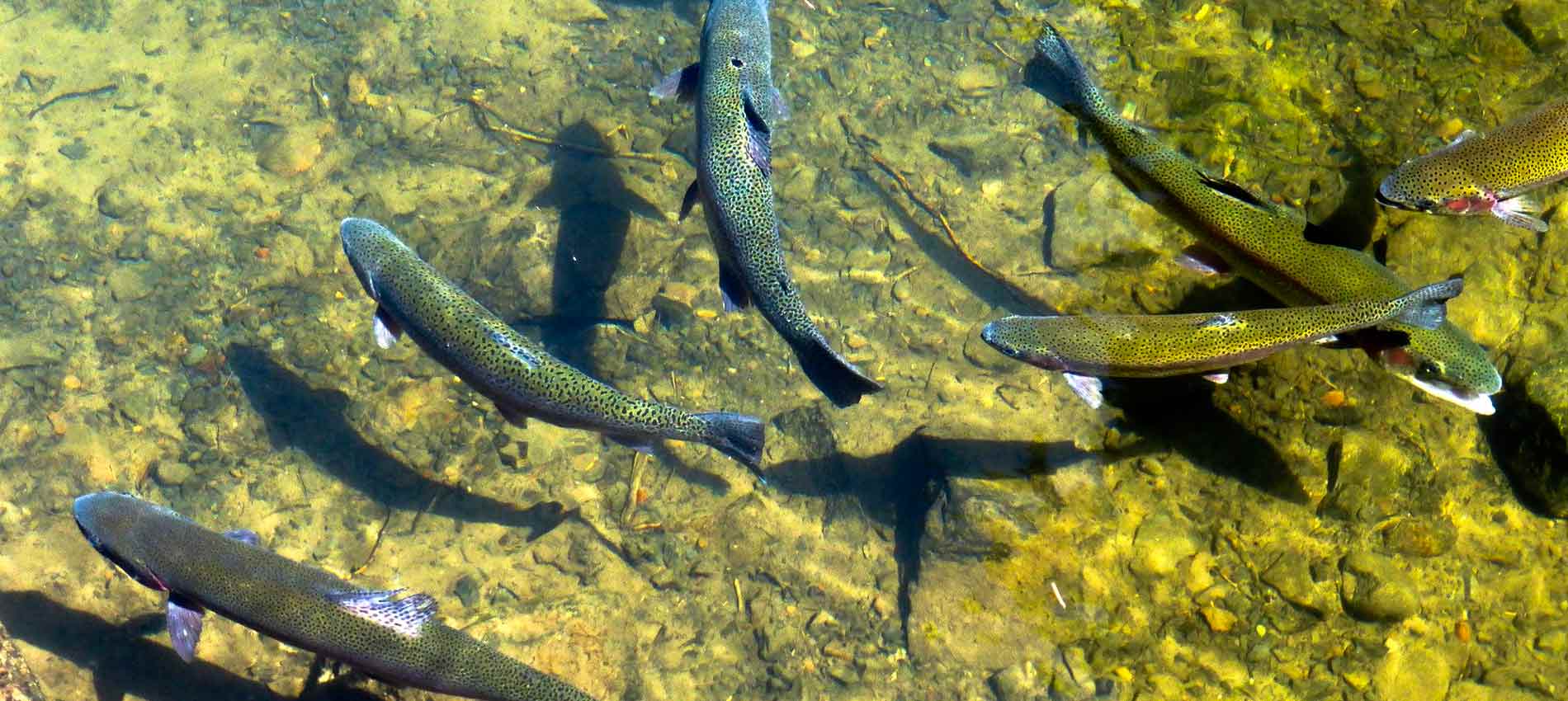 peche poisson lac