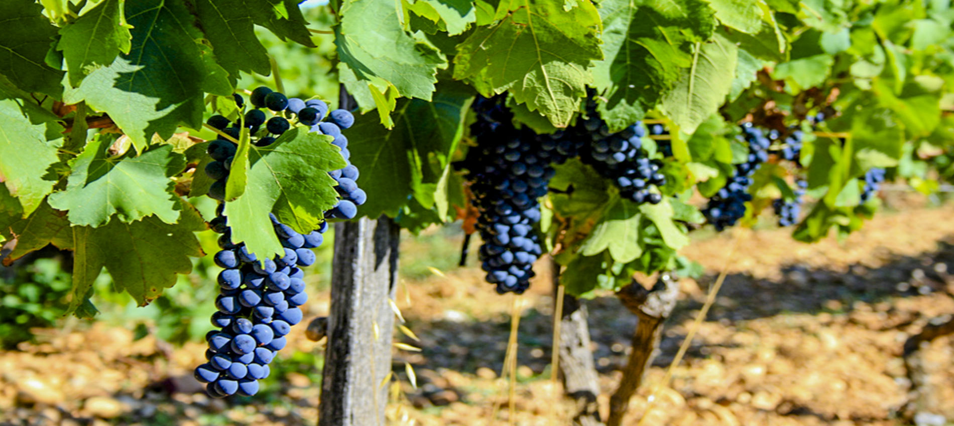 vignes-proche camping des etangs