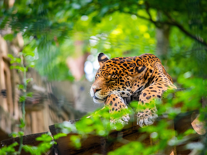 zoo de beauval